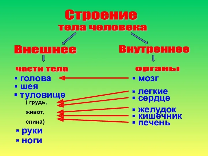 Строение Внешнее Внутреннее тела человека части тела органы голова шея