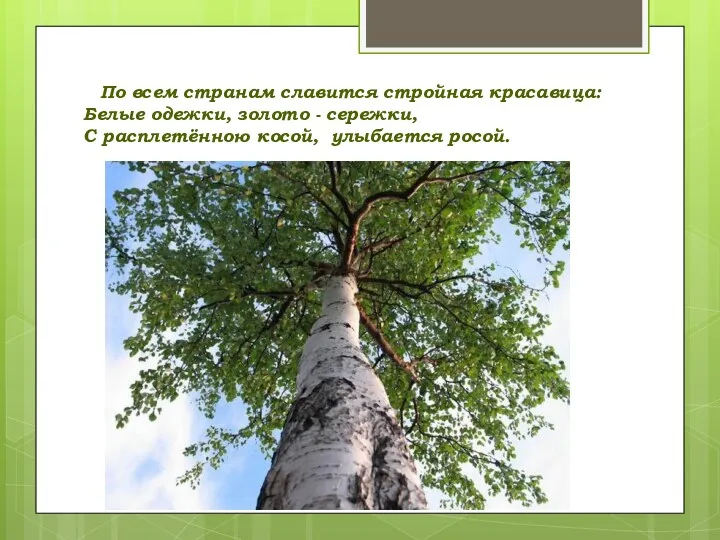 По всем странам славится стройная красавица: Белые одежки, золото - сережки, С расплетённою косой, улыбается росой.