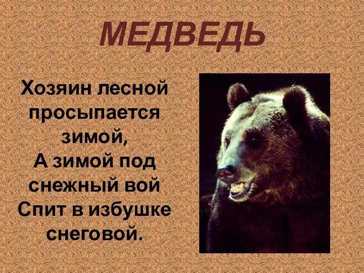 Презентация Медведь