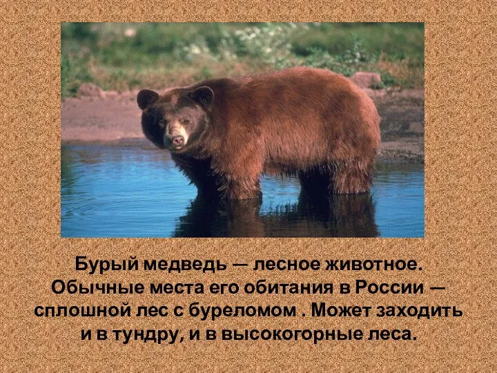 Бурый медведь — лесное животное. Обычные места его обитания в