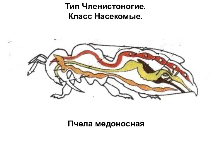 Тип Членистоногие. Класс Насекомые. Пчела медоносная