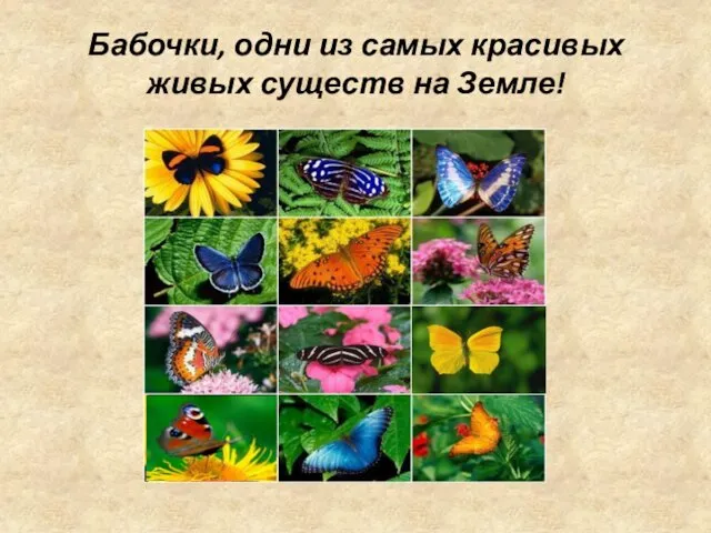 Бабочки, одни из самых красивых живых существ на Земле!