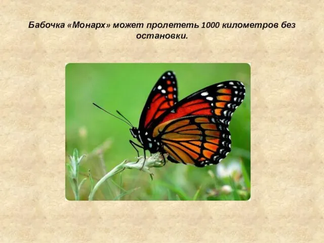 Бабочка «Монарх» может пролететь 1000 километров без остановки.