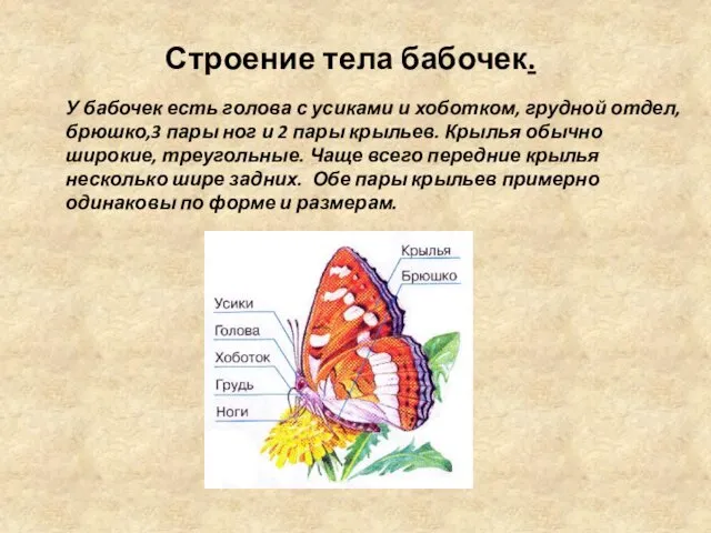 Строение тела бабочек. У бабочек есть голова с усиками и