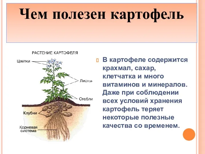 В картофеле содержится крахмал, сахар, клетчатка и много витаминов и