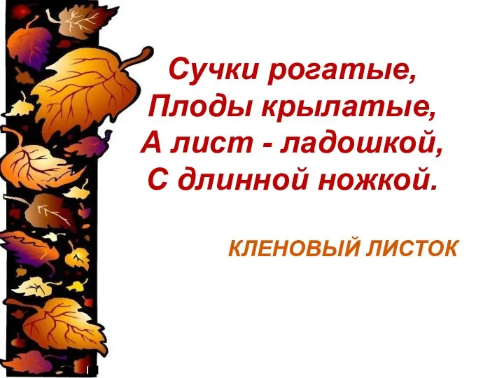 Сучки рогатые, Плоды крылатые, А лист - ладошкой, С длинной ножкой. КЛЕНОВЫЙ ЛИСТОК