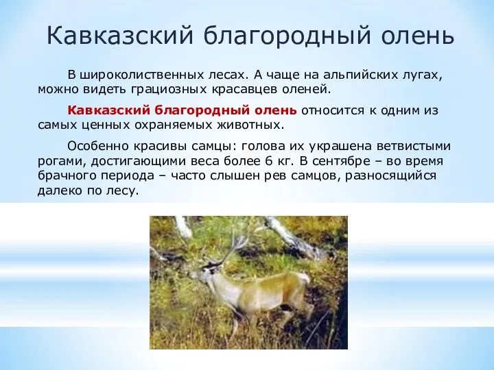 Кавказский благородный олень В широколиственных лесах. А чаще на альпийских лугах, можно видеть