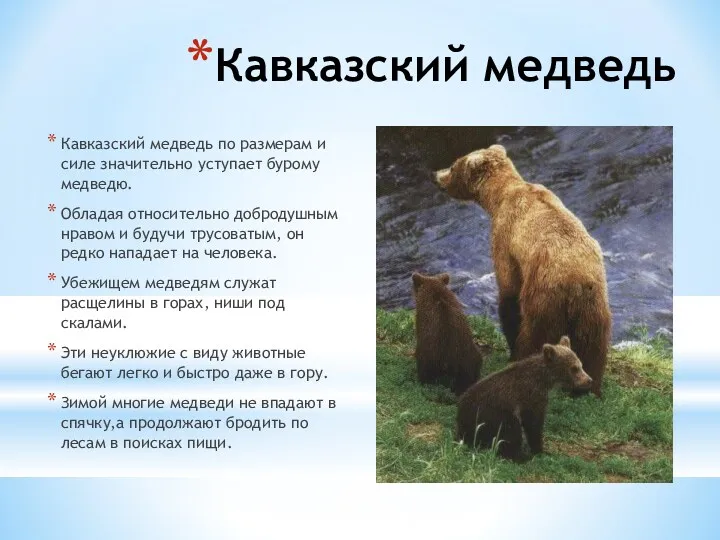 Кавказский медведь Кавказский медведь по размерам и силе значительно уступает бурому медведю. Обладая