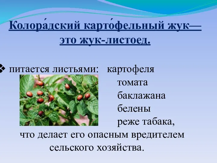 питается листьями: картофеля томата баклажана белены реже табака, что делает его опасным вредителем