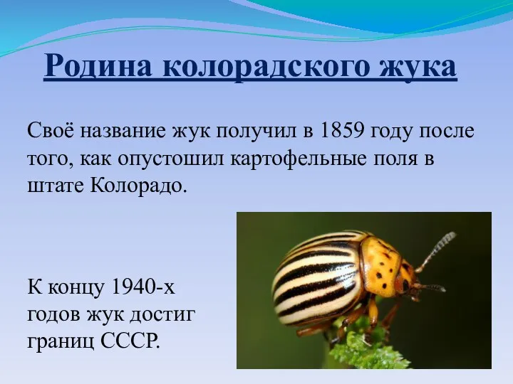 Своё название жук получил в 1859 году после того, как
