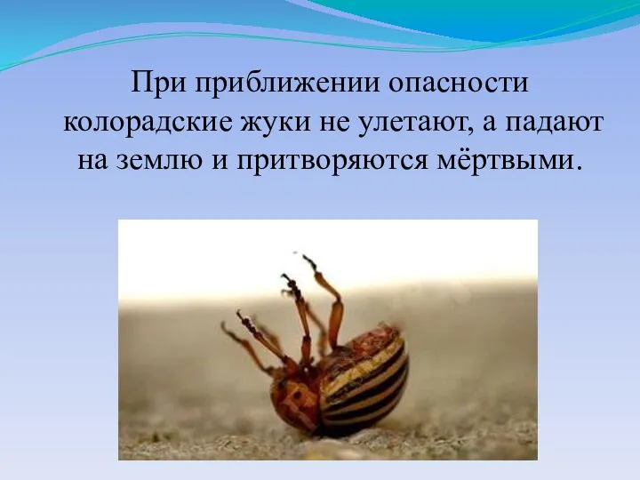 При приближении опасности колорадские жуки не улетают, а падают на землю и притворяются мёртвыми.