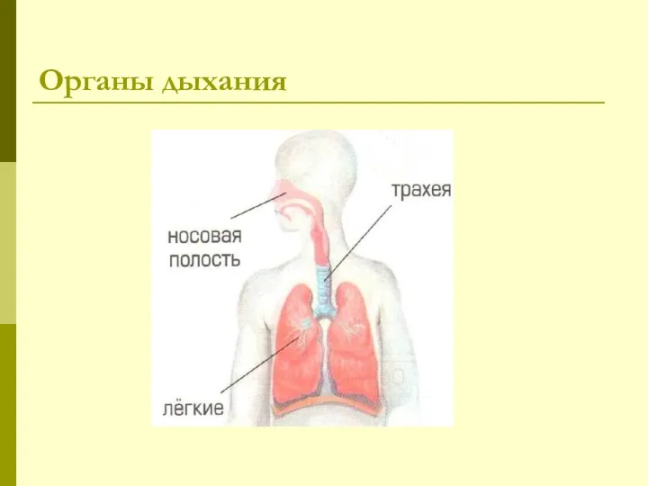 Органы дыхания