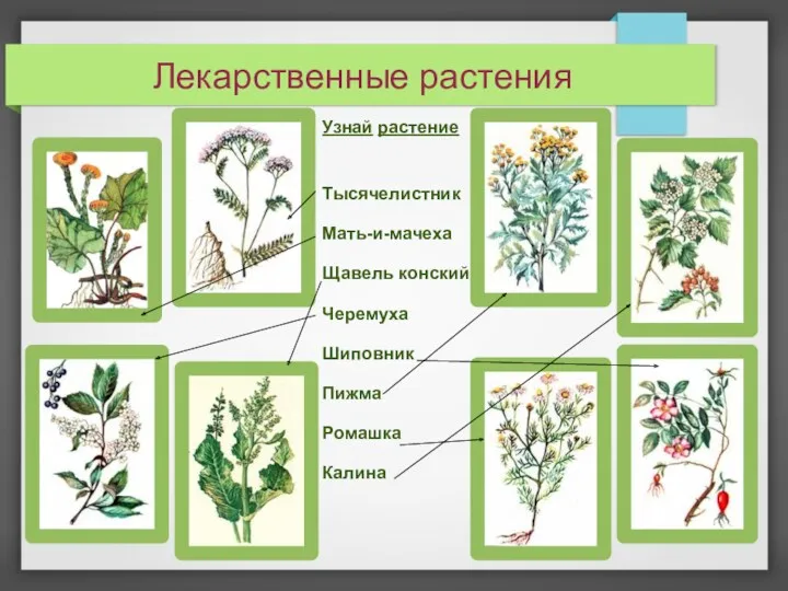 Лекарственные растения Узнай растение Тысячелистник Мать-и-мачеха Щавель конский Черемуха Шиповник Пижма Ромашка Калина