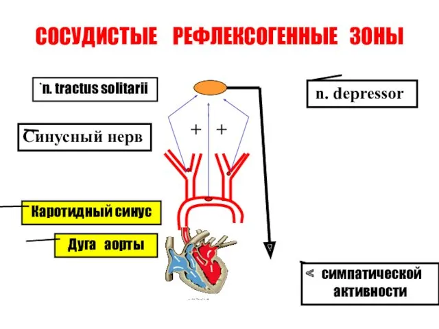 СОСУДИСТЫЕ РЕФЛЕКСОГЕННЫЕ ЗОНЫ Дуга аорты Каротидный синус n. tractus solitarii