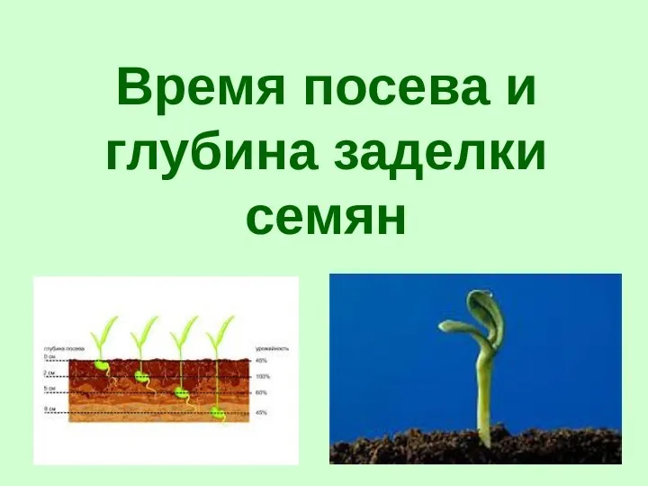 презентация по технологии Посев семян