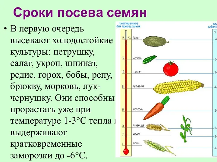 Сроки посева семян В первую очередь высевают холодостойкие культуры: петрушку, салат, укроп, шпинат,