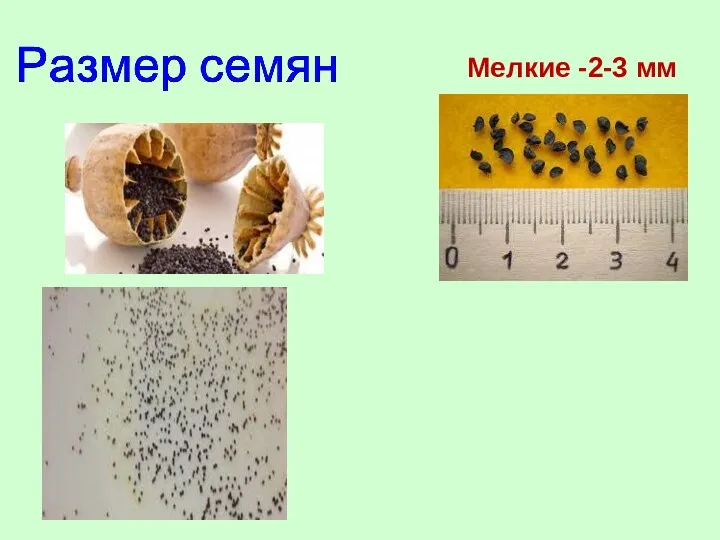 Мелкие -2-3 мм