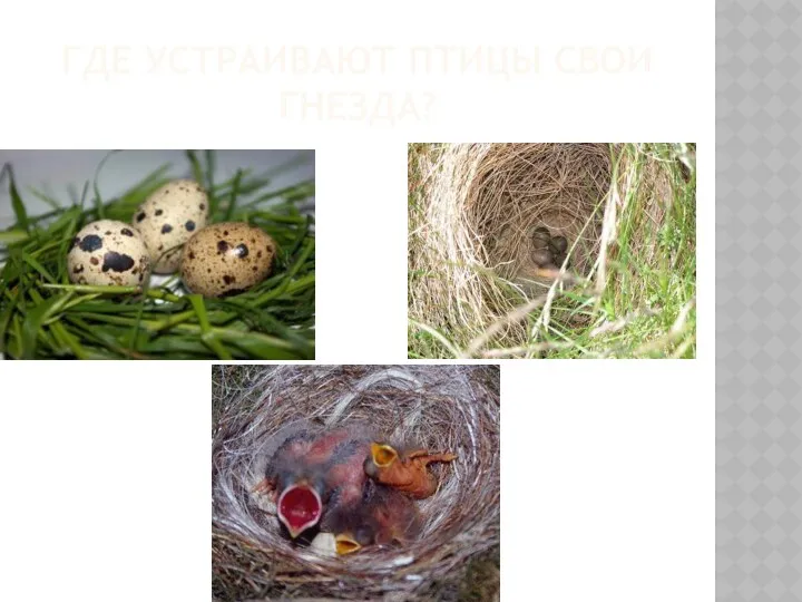 Где устраивают птицы свои гнезда?