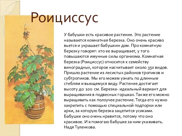 Роициссус У бабушки есть красивое растение. Это растение называется комнатная березка. Оно очень