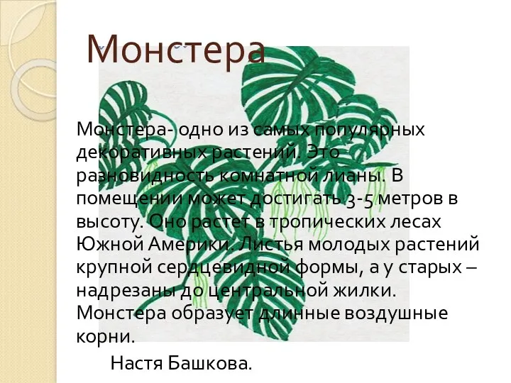 Монстера- одно из самых популярных декоративных растений. Это разновидность комнатной лианы. В помещении