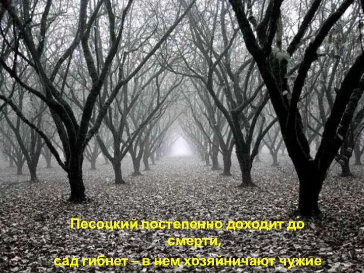 Песоцкий постепенно доходит до смерти, сад гибнет – в нем хозяйничают чужие люди .