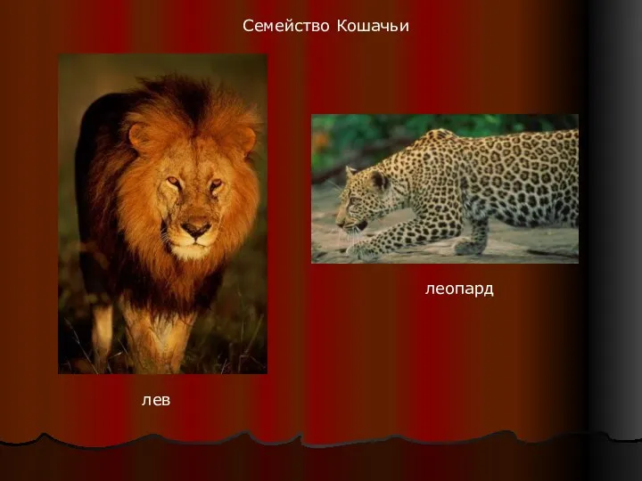 Семейство Кошачьи лев леопард