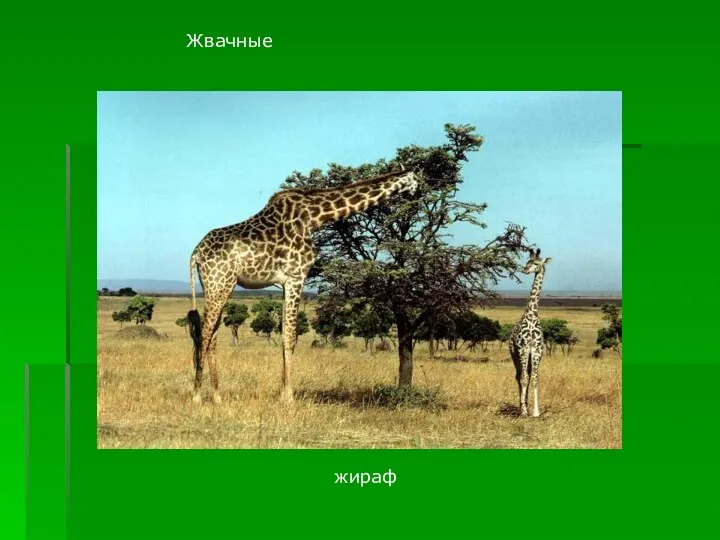 Жвачные жираф