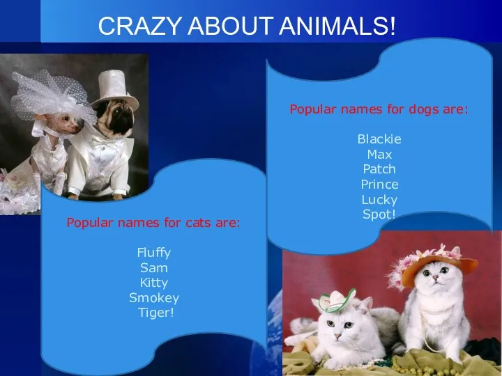 CRAZY ABOUT ANIMALS! Popular names for cats are: Fluffy Sam