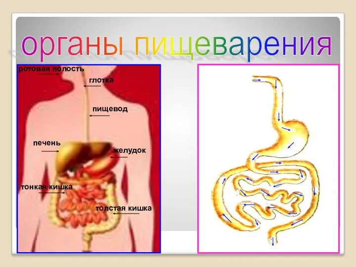 глотка ротовая полость пищевод печень желудок тонкая кишка толстая кишка органы пищеварения