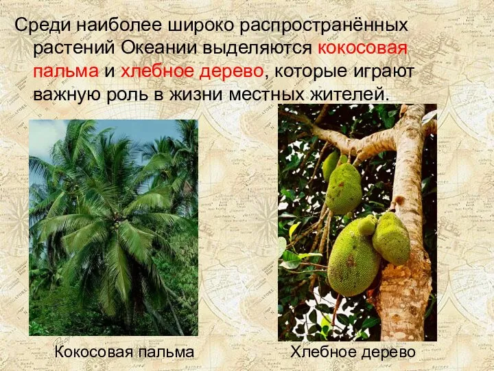 Кокосовая пальма Хлебное дерево Среди наиболее широко распространённых растений Океании
