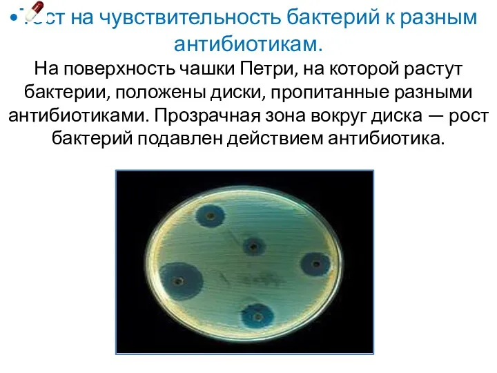 Тест на чувствительность бактерий к разным антибиотикам. На поверхность чашки