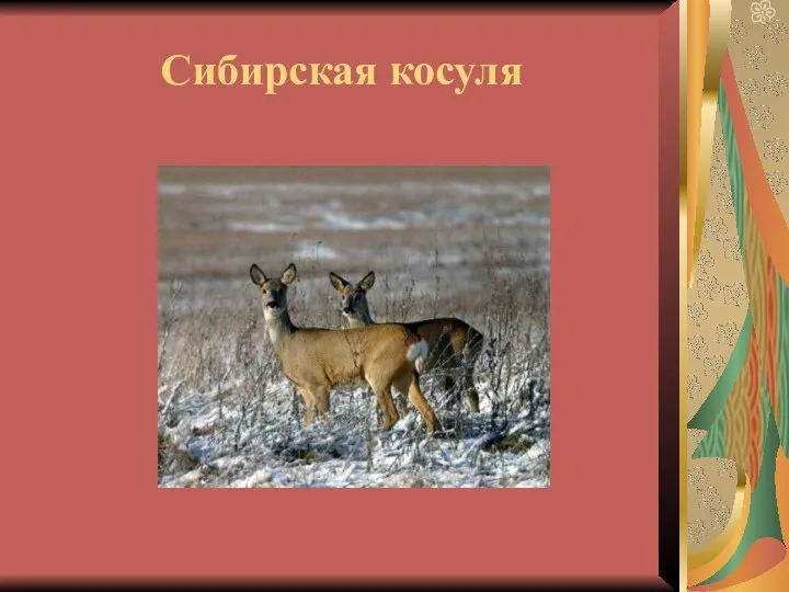 Сибирская косуля