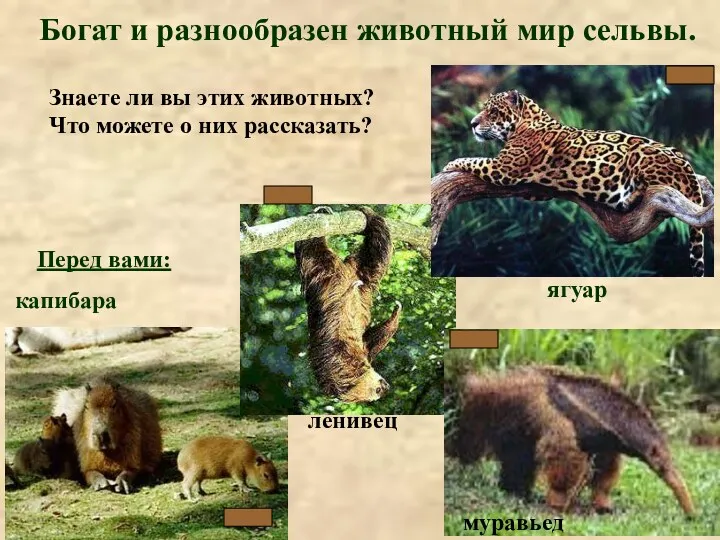 капибара Перед вами: Богат и разнообразен животный мир сельвы. ягуар