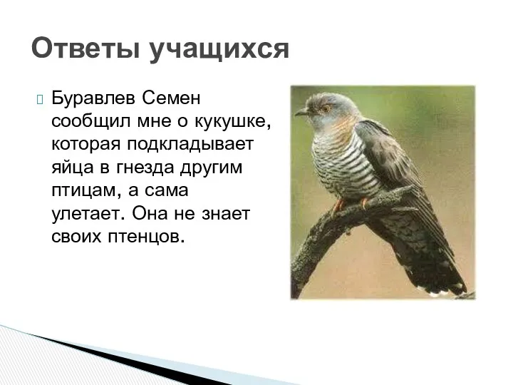 Буравлев Семен сообщил мне о кукушке, которая подкладывает яйца в