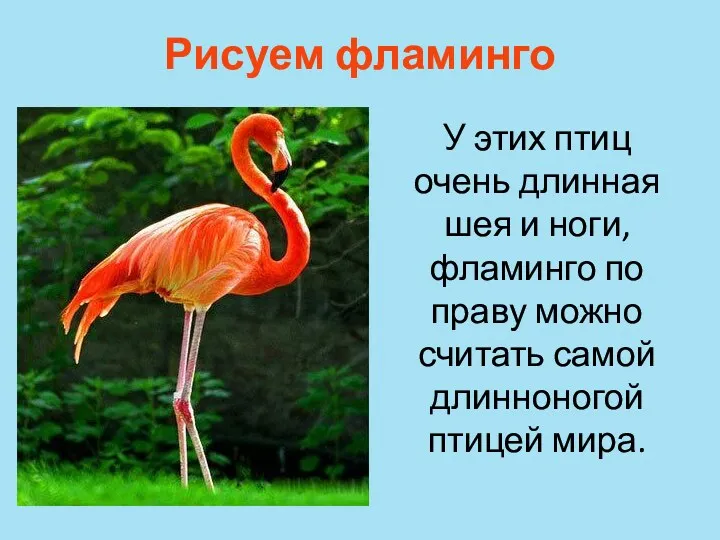 Рисуем фламинго У этих птиц очень длинная шея и ноги,