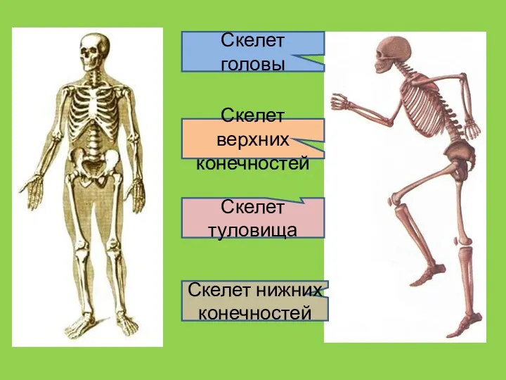 Скелет головы Скелет туловища Скелет верхних конечностей Скелет нижних конечностей