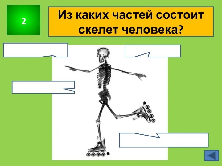 2 Из каких частей состоит скелет человека? Скелет головы Скелет