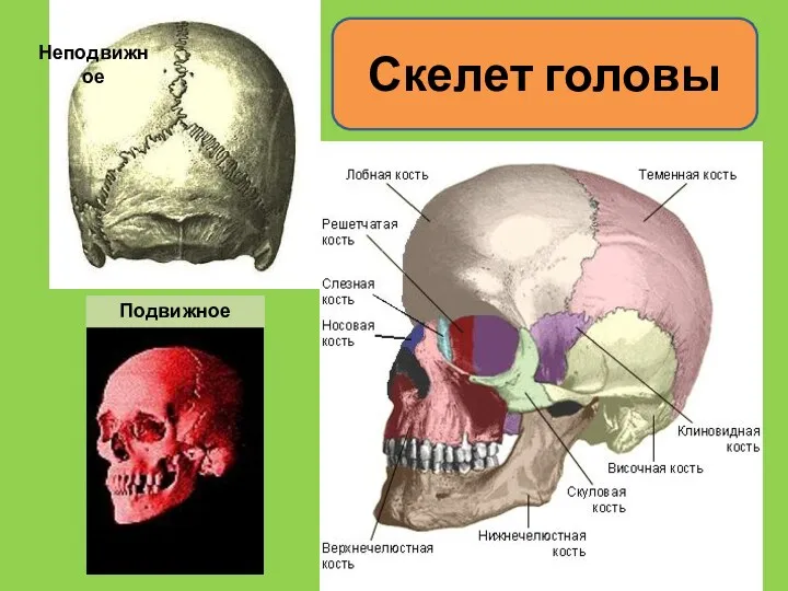 Скелет головы Неподвижное Подвижное