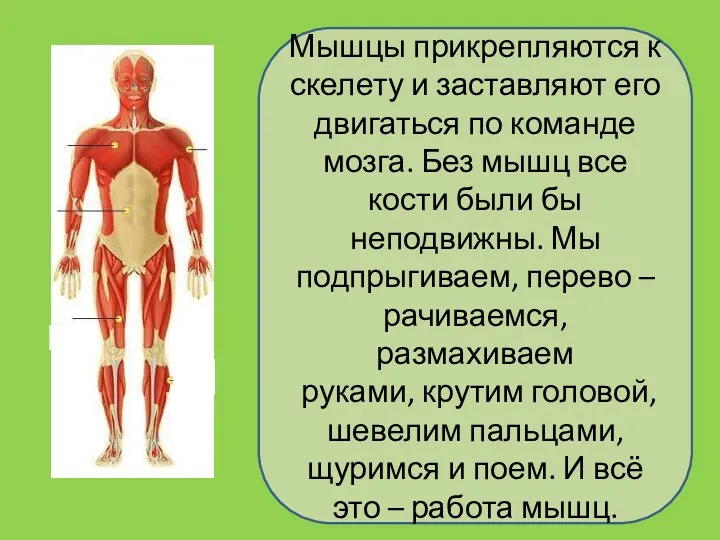 Мышцы прикрепляются к скелету и заставляют его двигаться по команде