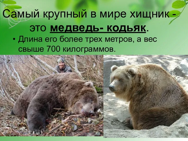 Самый крупный в мире хищник - это медведь- кодьяк. Длина