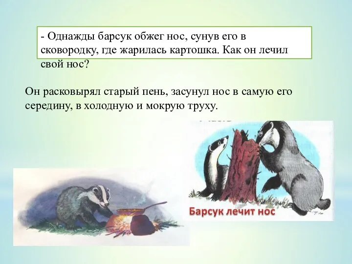 - Однажды барсук обжег нос, сунув его в сковородку, где