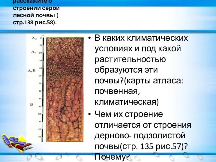 По рисунку расскажите о строении серой лесной почвы ( стр.138