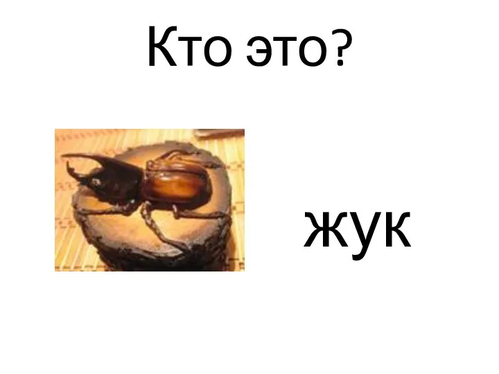 Кто это? жук