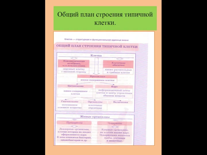 Общий план строения типичной клетки.