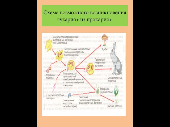 Схема возможного возникновения эукариот из прокариот.