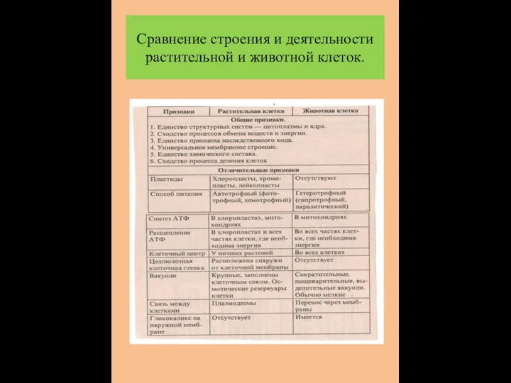 Сравнение строения и деятельности растительной и животной клеток.