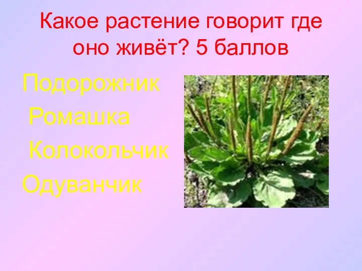 Какое растение говорит где оно живёт? 5 баллов Подорожник Ромашка Колокольчик Одуванчик