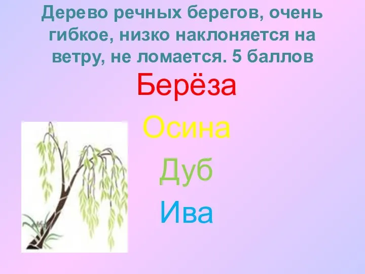 Дерево речных берегов, очень гибкое, низко наклоняется на ветру, не