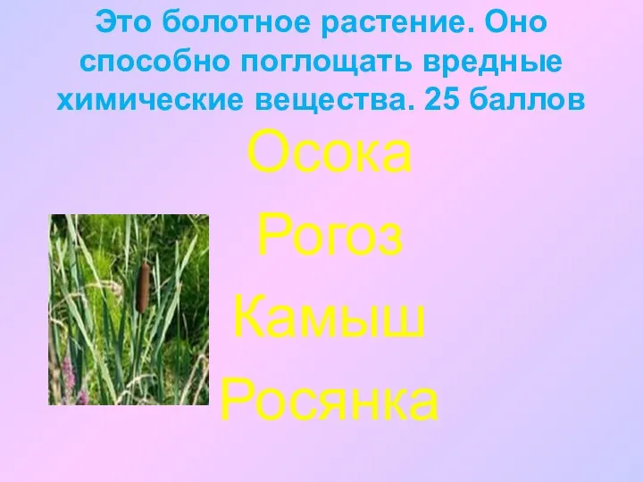 Это болотное растение. Оно способно поглощать вредные химические вещества. 25 баллов Осока Рогоз Камыш Росянка