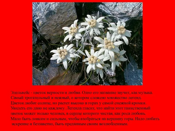 Эдельвейс - цветок верности и любви. Одно его название звучит,